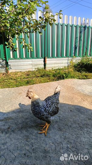 Молодые петухи