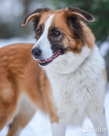 Взрослая добрая собака ищет дом