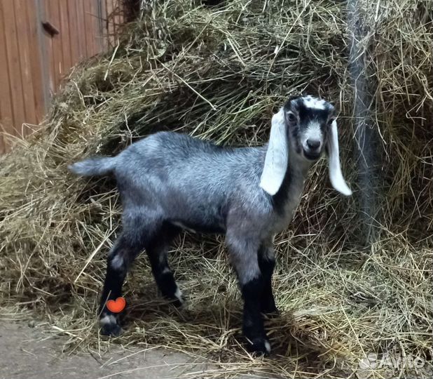 Англо-Нубийские козочки и козлики