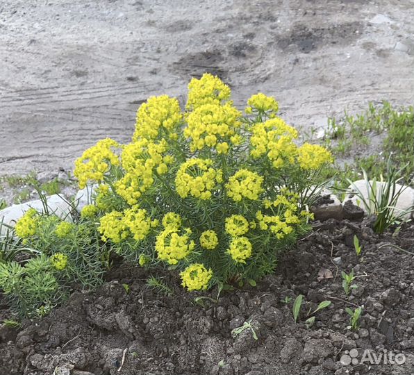 Молочай кипарисовый