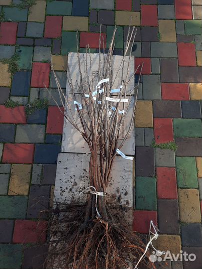 Дюк Чудо-вишня саженцы