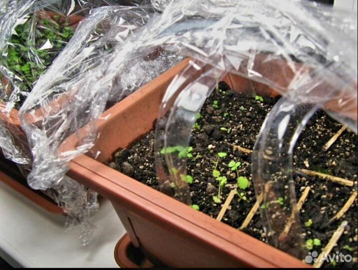 Семена клубники новые крупноплодные сорта