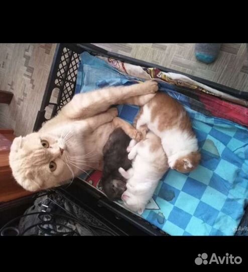 Котята в добрые руки бесплатно