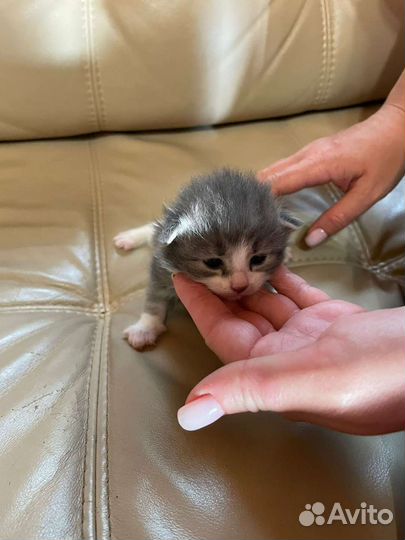 Кошки в добрые руки бесплатно