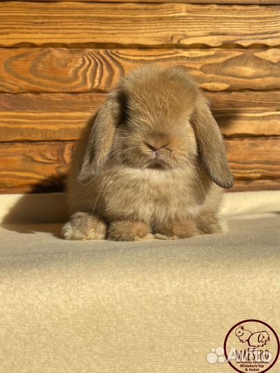 Miniature lop чистопородный мальчик