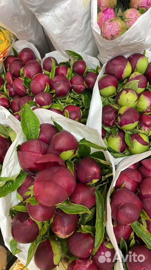 Пионы, свежие живые цветы