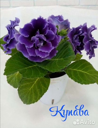 Глоксиния (ук. листики) Отправляю почтой