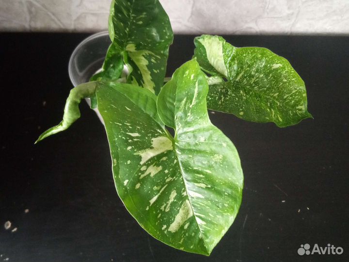 Сингониумы сортовые обмен