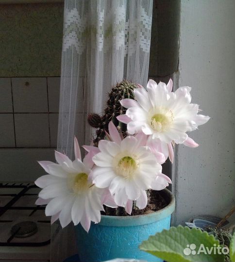 Колючий, а не ёжик; зелёный, а не огурец