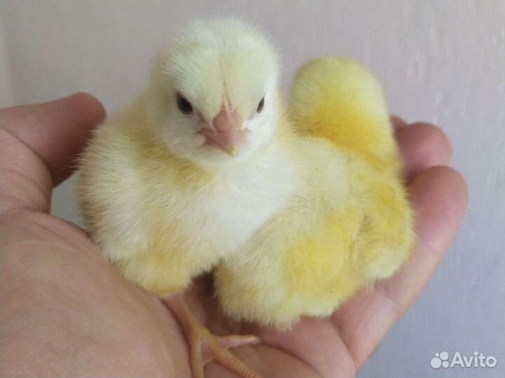 Цыпленок бройлера кооб 500