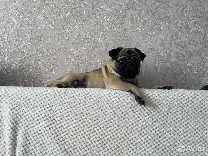 Мопс мальчик вязка