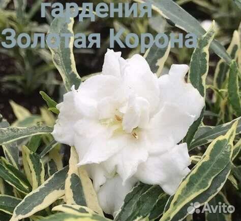 Редкие комнатные растения