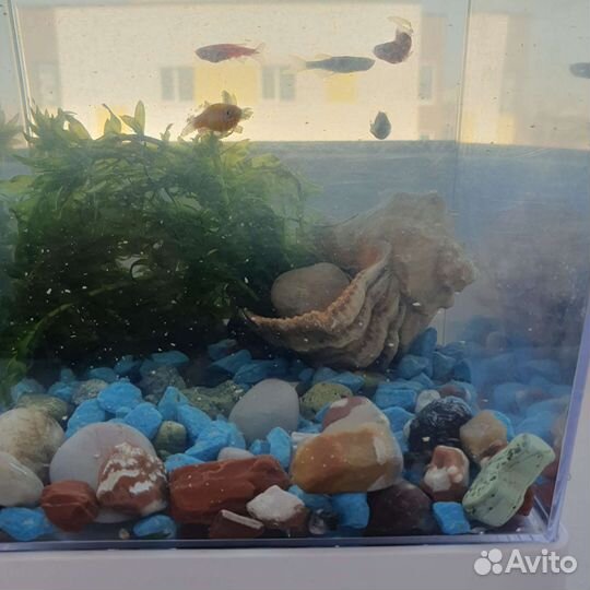 Аквариум