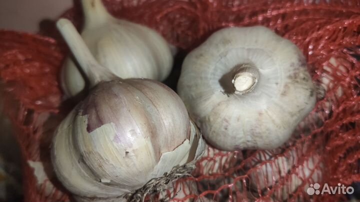 Чеснок, лук