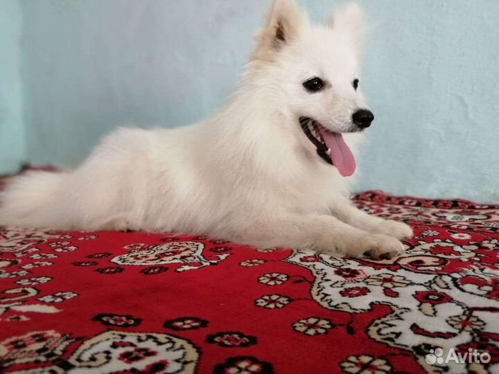 Японский шпиц