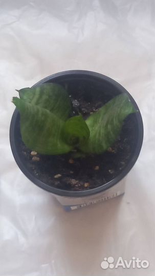 Один из благодатных цветов для Вашего жилища