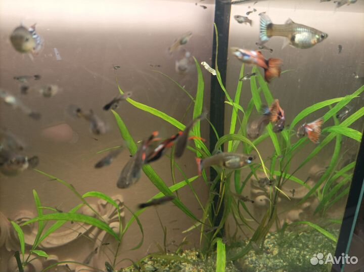 Аквариумные рыбки гуппи