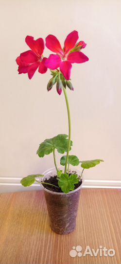 Пеларгония (герань)