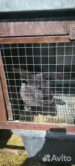 Кролик