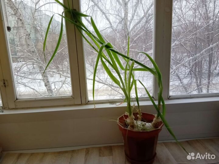 Китайский(индийский) лечебный лук