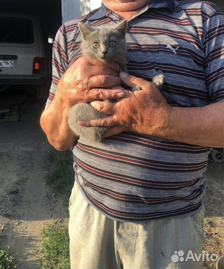 Кошечка ищет дом