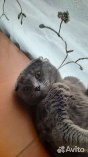 Шотландский кот вязка