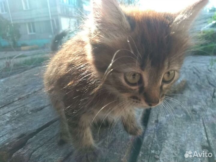 Котенок серый