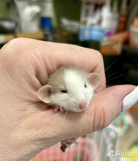 Крыса дамбо крысята