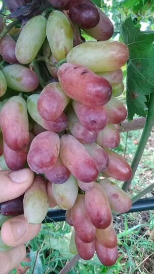 Дом 49 м² на участке 24 сот.