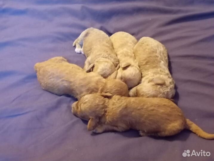 Щенки карликового пуделя