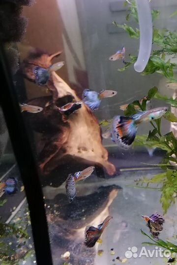 Гуппи. Анциструсы L144