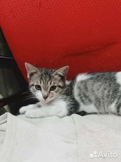 Кошка