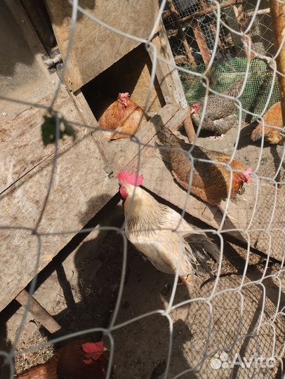 Куры несушки
