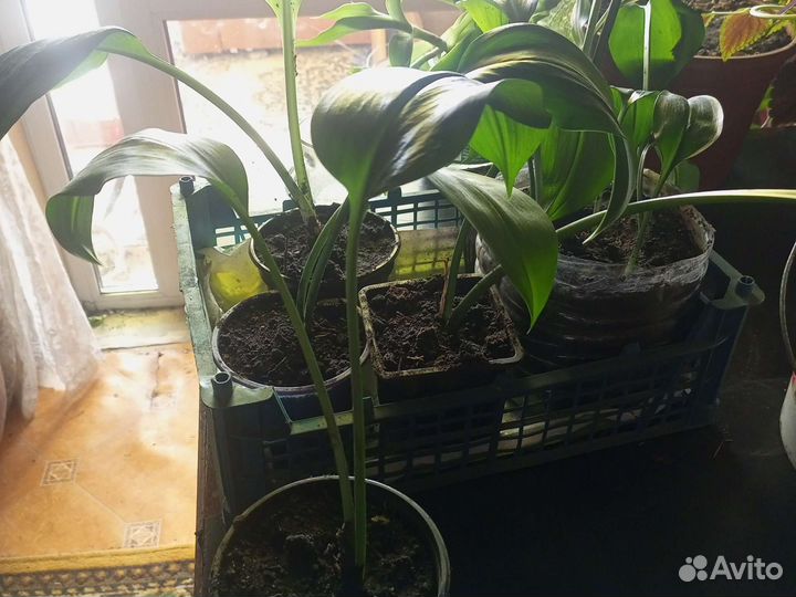 Эухарис амазонская лилия,луковицы, рассада