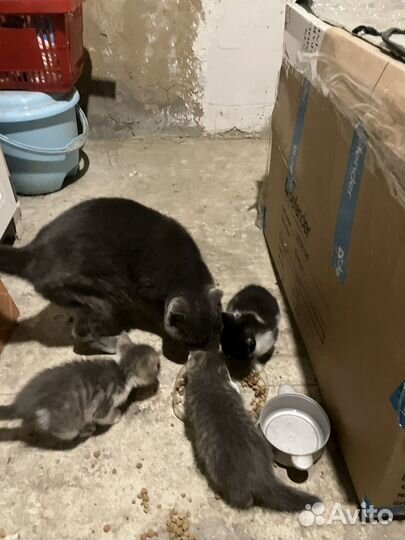 Котята бесплатно