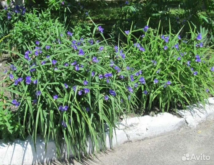 Садовые Цветы Цветы для Вашего Сада