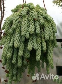 Седум Моргана, - или обмен,есть укорененые