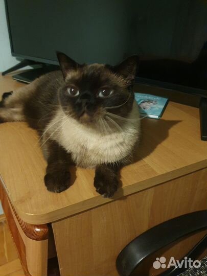 Кошка в дар