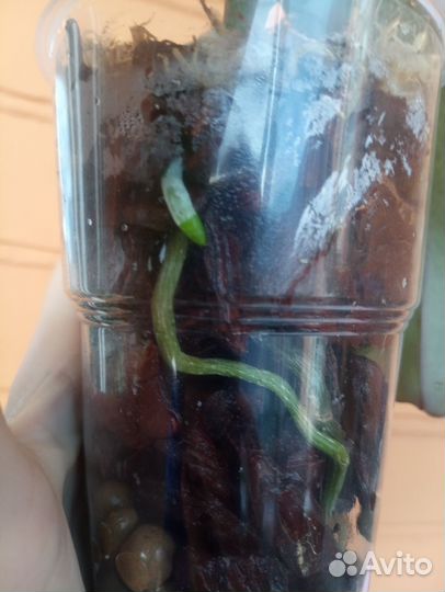 Орхидея фаленопсис