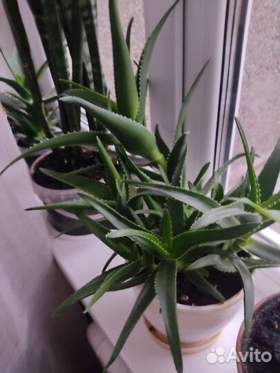 Алоэ лечебный