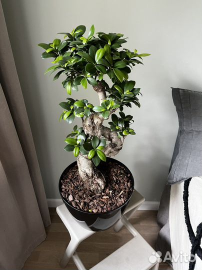 Бонсай подарок для руководителя