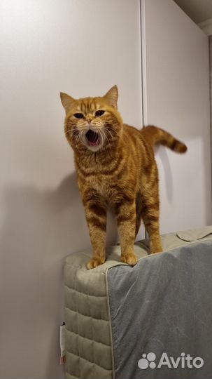 Вязка Котик красный мрамор шотландский страйт