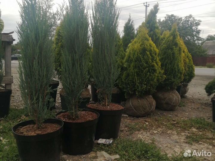 Можжевельник Скальник