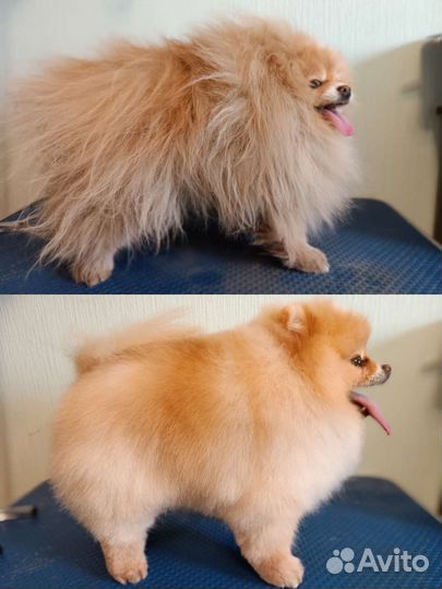 Ауф Груминг - грумер - стрижка животных