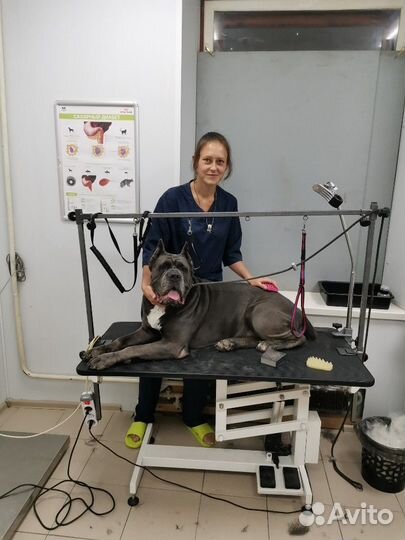 Грумер, ассистент грумера