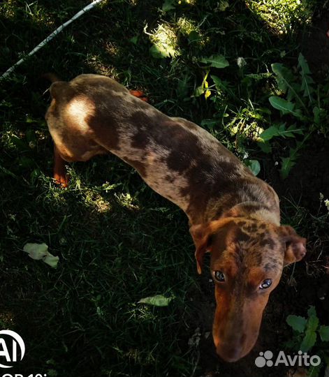 Такса вязка