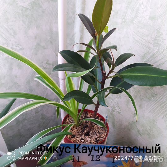 Комнатные цветы