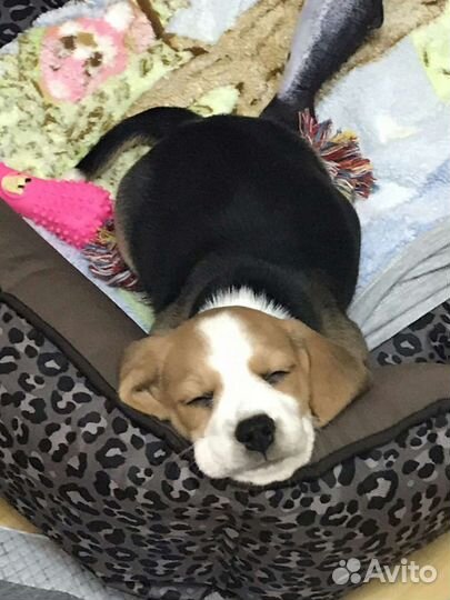 Бигль щенки