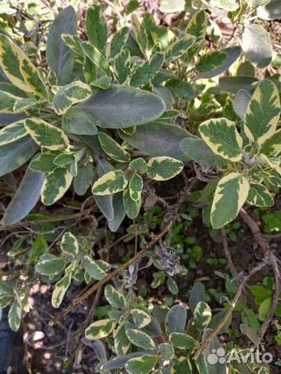 Цветы для сада