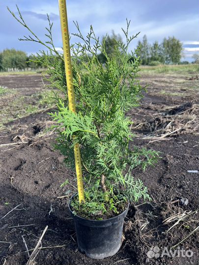 Туя Западная Брабант